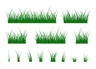 Grass nature collection. Herbaceous plants. Design elements isolated on white background. Vector