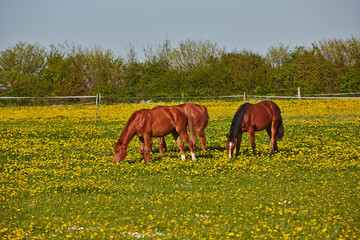 holsteiner pferde