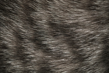 Close up image of cat fur, grey color with black stripes for pattern and background