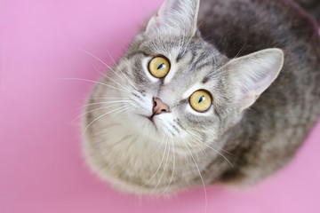 Close-up portrait of a domestic cat with yellow eyes on pink background. Cute tabby cat with yellow eyes and long whiskers looks at camera with a sweet expression. Image for banner, veterinarian