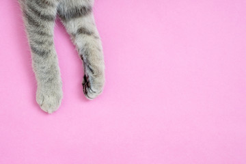cat paws isolated on pink background. Furry paw of a cat lying on pink backgrounds with copy space, minimal. Perfect domestic animal paw. Pampered pet. Image for banner, veterinarian, cat food