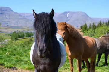 Icelandic horses in sunny day closeup