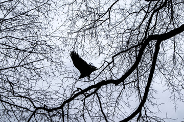 Black Hawk
