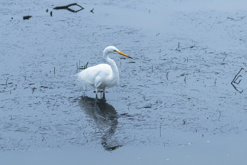 Intermediate Egret in the Bay