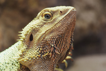 Bartagame