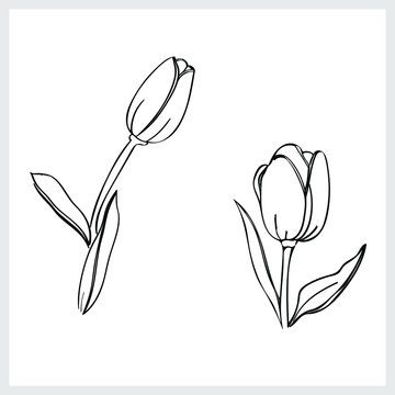 Tulips pattern.Image on a white background.Graphics.Vector.