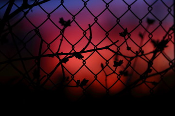 sunset through fence