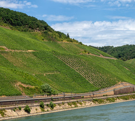 View of vineyards on the banks of the River Rhine