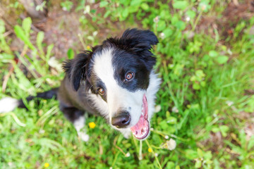 Funny outdoor portrait of cute smilling puppy dog border collie sitting on green grass lawn in park or garden background