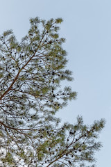 Pine tree branches against blue sky