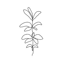 Abstract one continuous line art with botanical illustration with leaf, petal and grass. Simple digital illustration. Vector graphic design download