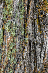 Mossy tree bark