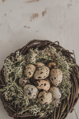 Nest with quail eggs, moss and lichen close-up. Spring concept background with space for text. Easter rustic background.