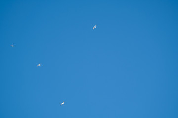 White birds on a background of blue sky. Seagulls in the coast. A clear, cloudless sky. Day, cold, sunny.