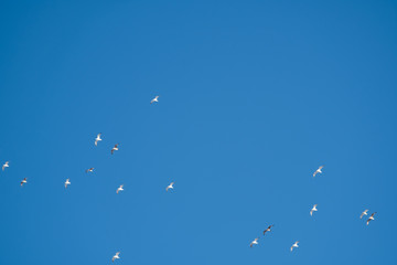 White birds on a background of blue sky. Seagulls in the coast. A clear, cloudless sky. Day, cold, sunny.