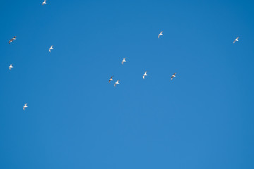 White birds on a background of blue sky. Seagulls in the coast. A clear, cloudless sky. Day, cold, sunny.