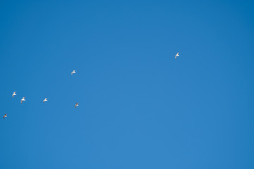 White birds on a background of blue sky. Seagulls in the coast. A clear, cloudless sky. Day, cold, sunny.