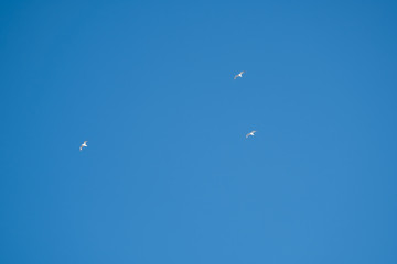 White birds on a background of blue sky. Seagulls in the coast. A clear, cloudless sky. Day, cold, sunny.