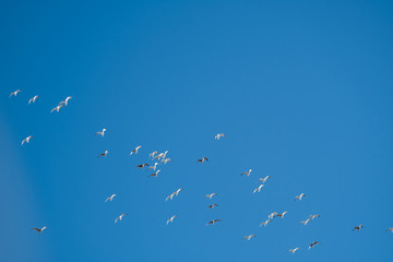 White birds on a background of blue sky. Seagulls in the coast. A clear, cloudless sky. Day, cold, sunny.