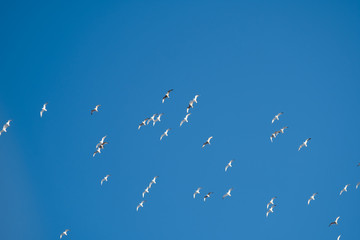 White birds on a background of blue sky. Seagulls in the coast. A clear, cloudless sky. Day, cold, sunny.
