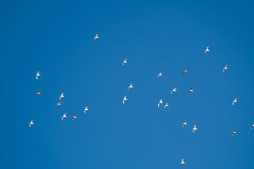 White birds on a background of blue sky. Seagulls in the coast. A clear, cloudless sky. Day, cold, sunny.