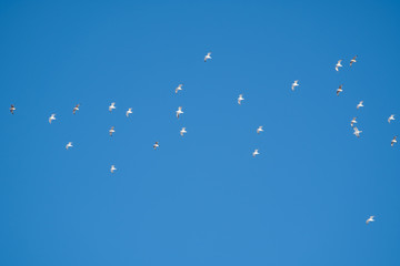 White birds on a background of blue sky. Seagulls in the coast. A clear, cloudless sky. Day, cold, sunny.
