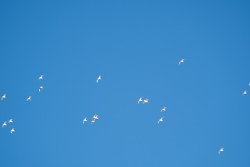 White birds on a background of blue sky. Seagulls in the coast. A clear, cloudless sky. Day, cold, sunny.