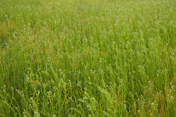 Summer landscape with field of flowering herbal plants