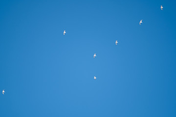 White birds on a background of blue sky. Seagulls in the coast. A clear, cloudless sky. Day, cold, sunny.