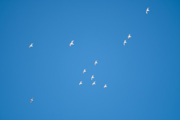 White birds on a background of blue sky. Seagulls in the coast. A clear, cloudless sky. Day, cold, sunny.