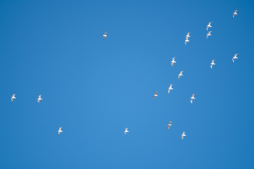 White birds on a background of blue sky. Seagulls in the coast. A clear, cloudless sky. Day, cold,...