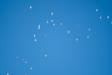 White birds on a background of blue sky. Seagulls in the coast. A clear, cloudless sky. Day, cold, sunny.