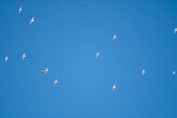 White birds on a background of blue sky. Seagulls in the coast. A clear, cloudless sky. Day, cold, sunny.