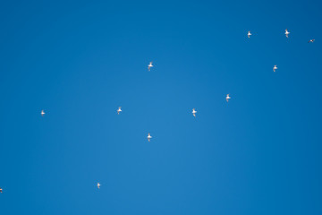 White birds on a background of blue sky. Seagulls in the coast. A clear, cloudless sky. Day, cold, sunny.