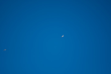 White birds on a background of blue sky. Seagulls in the coast. A clear, cloudless sky. Day, cold, sunny.