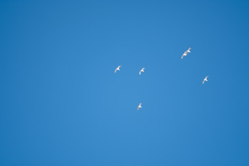 White birds on a background of blue sky. Seagulls in the coast. A clear, cloudless sky. Day, cold, sunny.