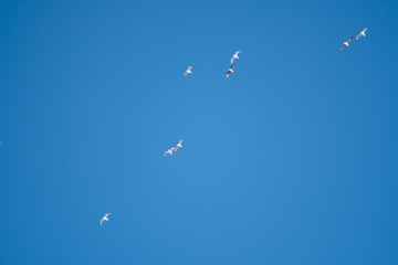 White birds on a background of blue sky. Seagulls in the coast. A clear, cloudless sky. Day, cold, sunny.