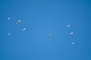 White birds on a background of blue sky. Seagulls in the coast. A clear, cloudless sky. Day, cold, sunny.