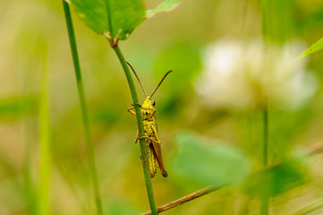 Macro of a green grasshopper on a blurred yellow-green background