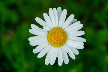 Obraz premium Close up image of daisy flower in early spring