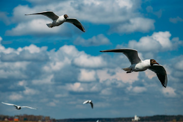 Fototapeta na wymiar Flying black-headed gulls on blue sky background