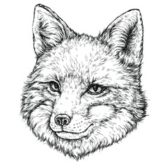 Hand Drawn illustration of FOX. Vector illustration