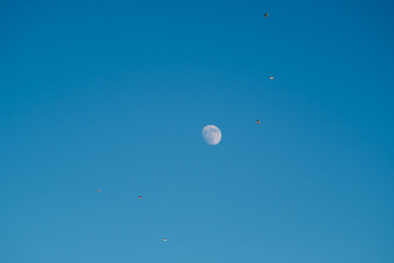 White moon against the blue sky. Full moon in the afternoon. Satellite of the planet earth. Blue skies on a frosty winter day.