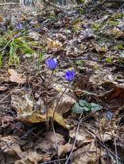 The first purple flowers of the Hepatika make their way through last year's leaves in the forest, in early spring.