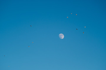 White moon against the blue sky. Full moon in the afternoon. Satellite of the planet earth. Blue skies on a frosty winter day.