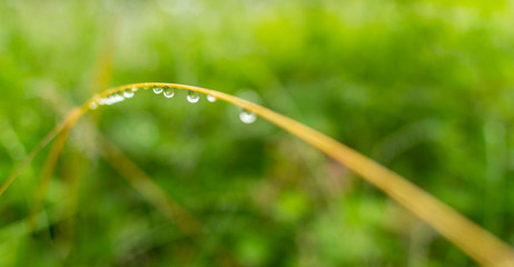 Macro image of rain drops on green grass
