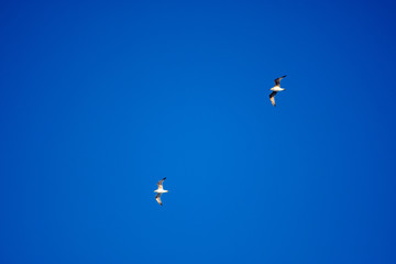 White birds on a background of blue sky. Seagulls in the coast. A clear, cloudless sky. Day, cold, sunny.