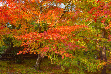 宝厳院の紅葉