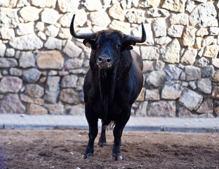 a spanish strong bull on spain