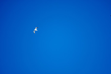 White birds on a background of blue sky. Seagulls in the coast. A clear, cloudless sky. Day, cold, sunny.